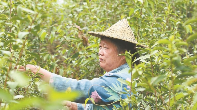 南平順昌縣：茶農搶抓時機 采摘明前茶