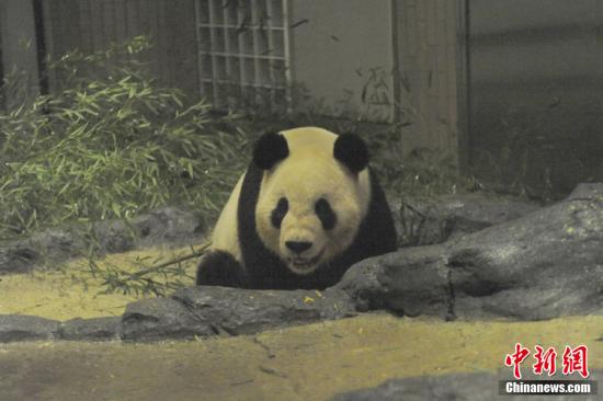 2011年2月22日，日本東京，雄性大熊貓“比力”（“力力”）在上野動(dòng)物園內(nèi)。