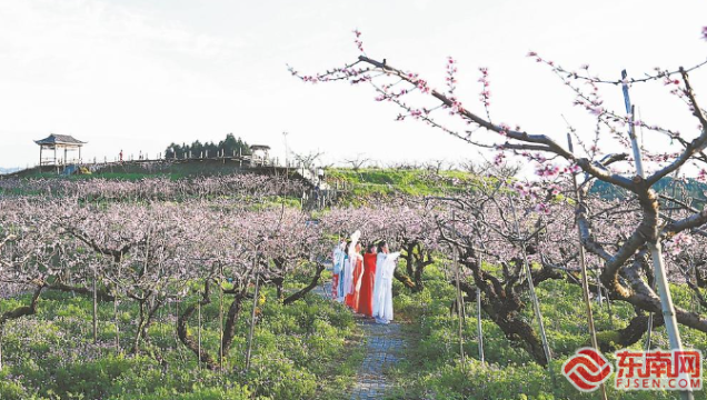 建寧縣：桃花盛開引游客賞花打卡